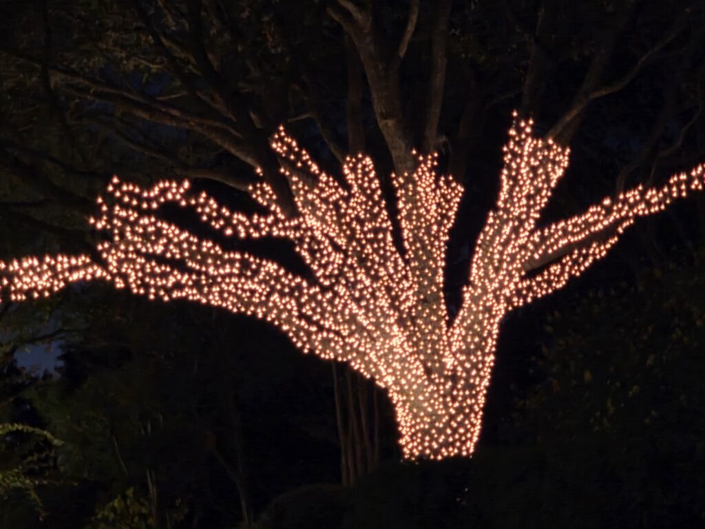 Custom Holliday Lighting on Tree by Austin Gutters in Lakeway
